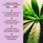 Immagine 2 - Primitiva Olio CBD 20% Estratto di Canapa Naturale ad Ampio Spettro Antinfiammatorio e Analgesico Multiuso - Flacone da 10ml